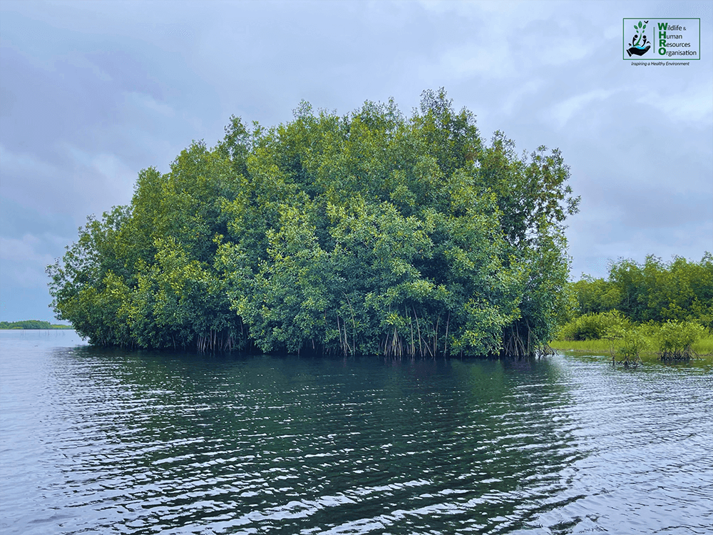 Mangrove Conservation