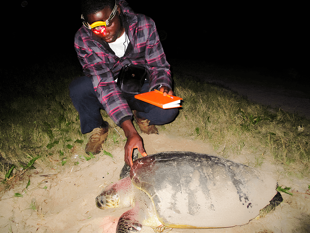 sea turtle conservation efforts
