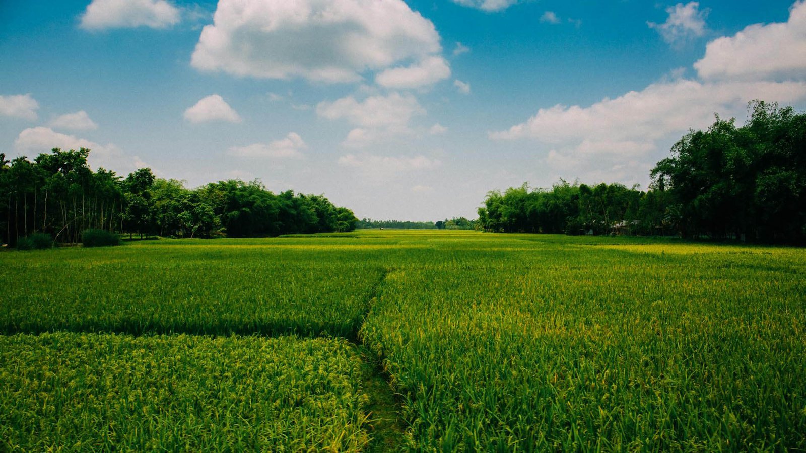 meadows
