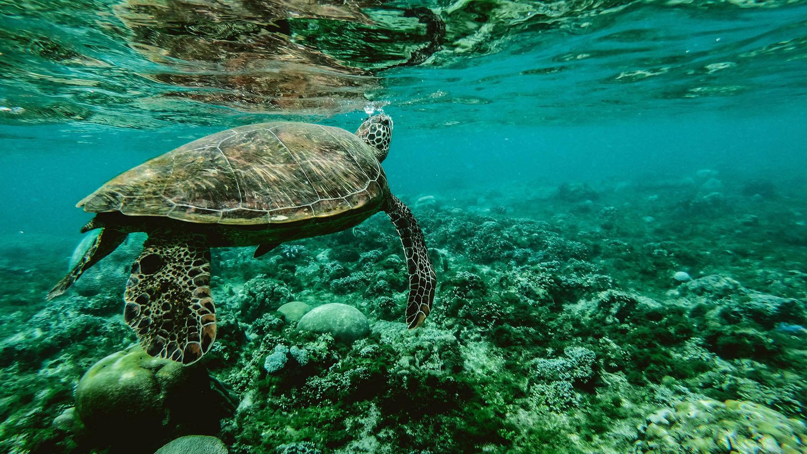 swimming turtle
