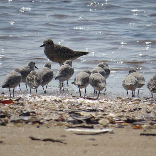 shore birds
