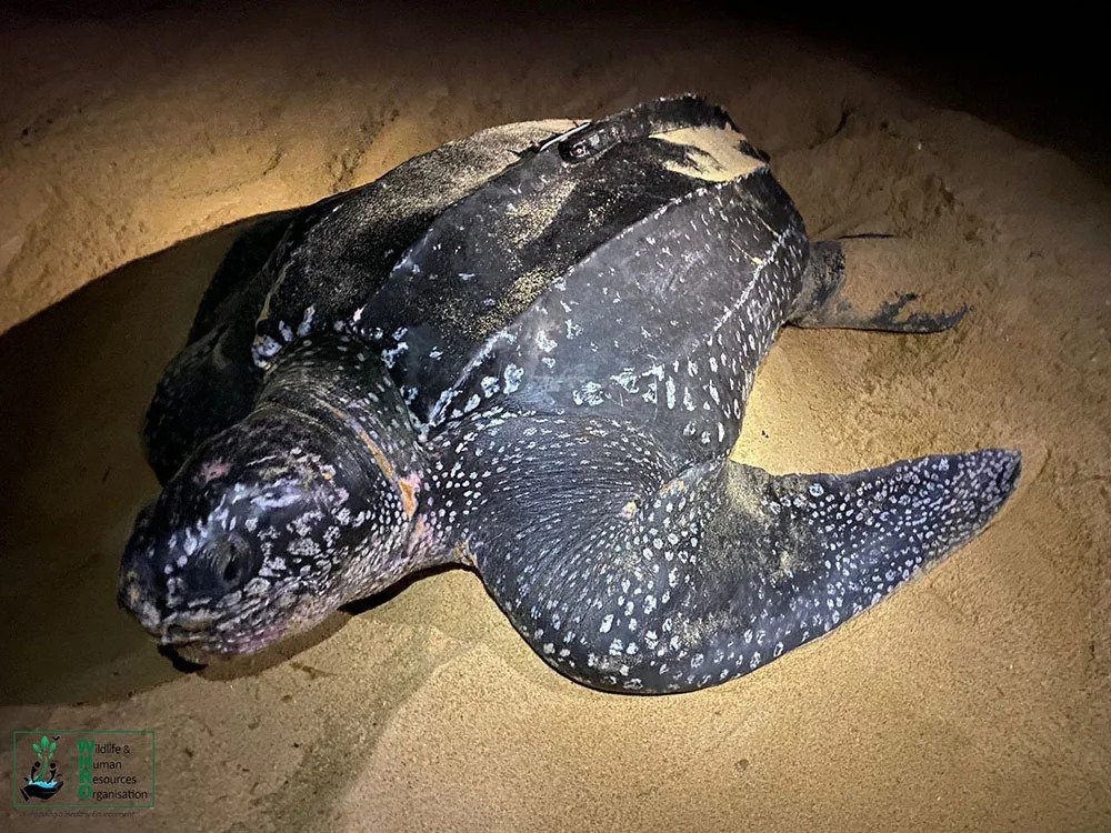 Sea Turtles Conservation Programme